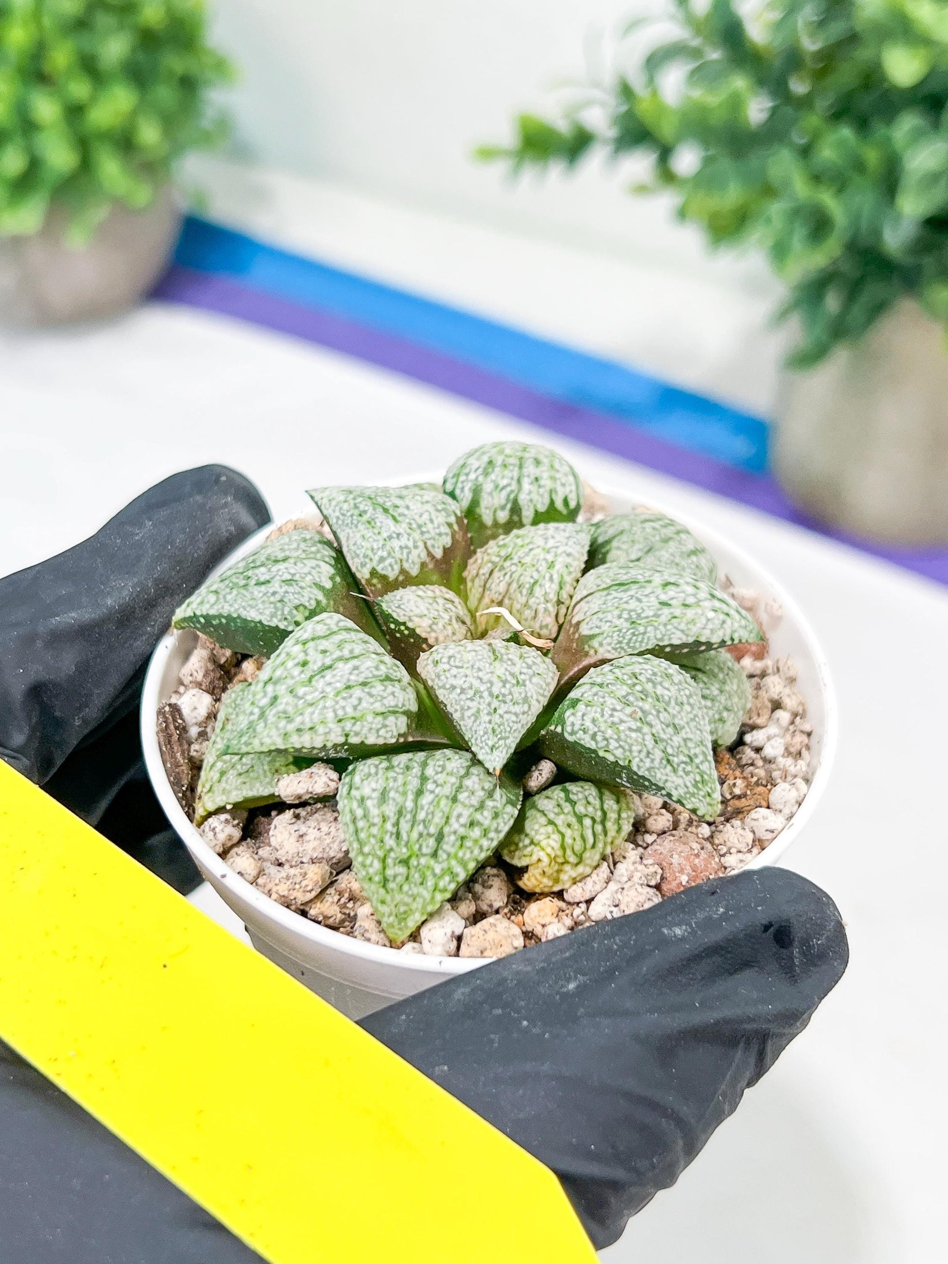 Haworthia Platinum or Bojin (H3G) | Imported Succulent | Hong Kong Rare Species