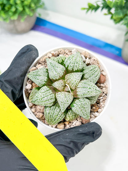 Haworthia Platinum or Bojin (H3G) | Imported Succulent | Hong Kong Rare Species