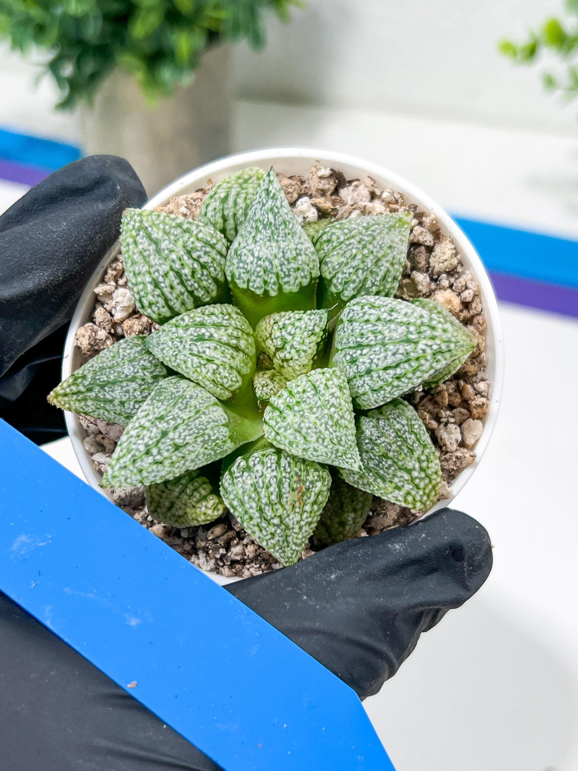 Haworthia Platinum or Bojin (H3G) | Imported Succulent | Hong Kong Rare Species