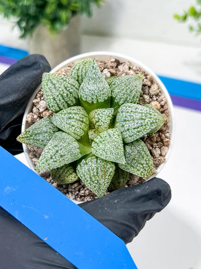 Haworthia Platinum or Bojin (H3G) | Imported Succulent | Hong Kong Rare Species