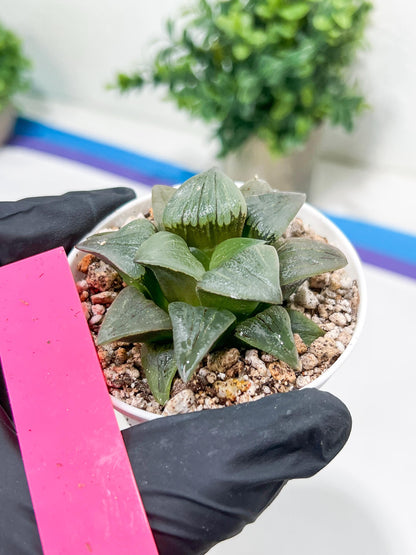 Haworthia Hongwenshou (H4A) | Imported Succulent | Hong Kong Rare Species