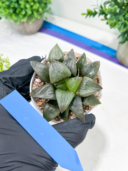 Haworthia Hongwenshou (H4A) | Imported Succulent | Hong Kong Rare Species
