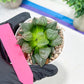 Haworthia watermelon longevity or Xigua Shou (H4B) | Imported Succulent | Hong Kong Rare Species