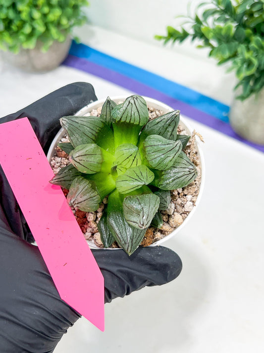 Haworthia watermelon longevity or Xigua Shou (H4B) | Imported Succulent | Hong Kong Rare Species