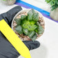 Haworthia watermelon longevity or Xigua Shou (H4B) | Imported Succulent | Hong Kong Rare Species