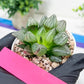 Haworthia watermelon longevity or Xigua Shou (H4B) | Imported Succulent | Hong Kong Rare Species