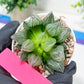Haworthia watermelon longevity or Xigua Shou (H4B) | Imported Succulent | Hong Kong Rare Species