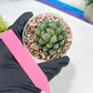Haworthia Loulan (H4D) | Imported Succulent | Hong Kong Rare Species