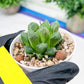 Haworthia Loulan (H4D) | Imported Succulent | Hong Kong Rare Species