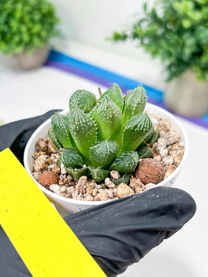Haworthia Loulan (H4D) | Imported Succulent | Hong Kong Rare Species