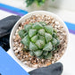 Haworthia Loulan (H4D) | Imported Succulent | Hong Kong Rare Species
