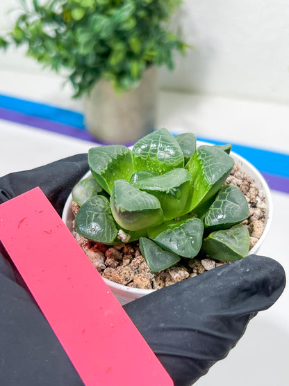Haworthia Xiangyun (H4E) | Imported Succulent | Hong Kong Rare Species