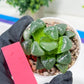 Haworthia Xiangyun (H4E) | Imported Succulent | Hong Kong Rare Species