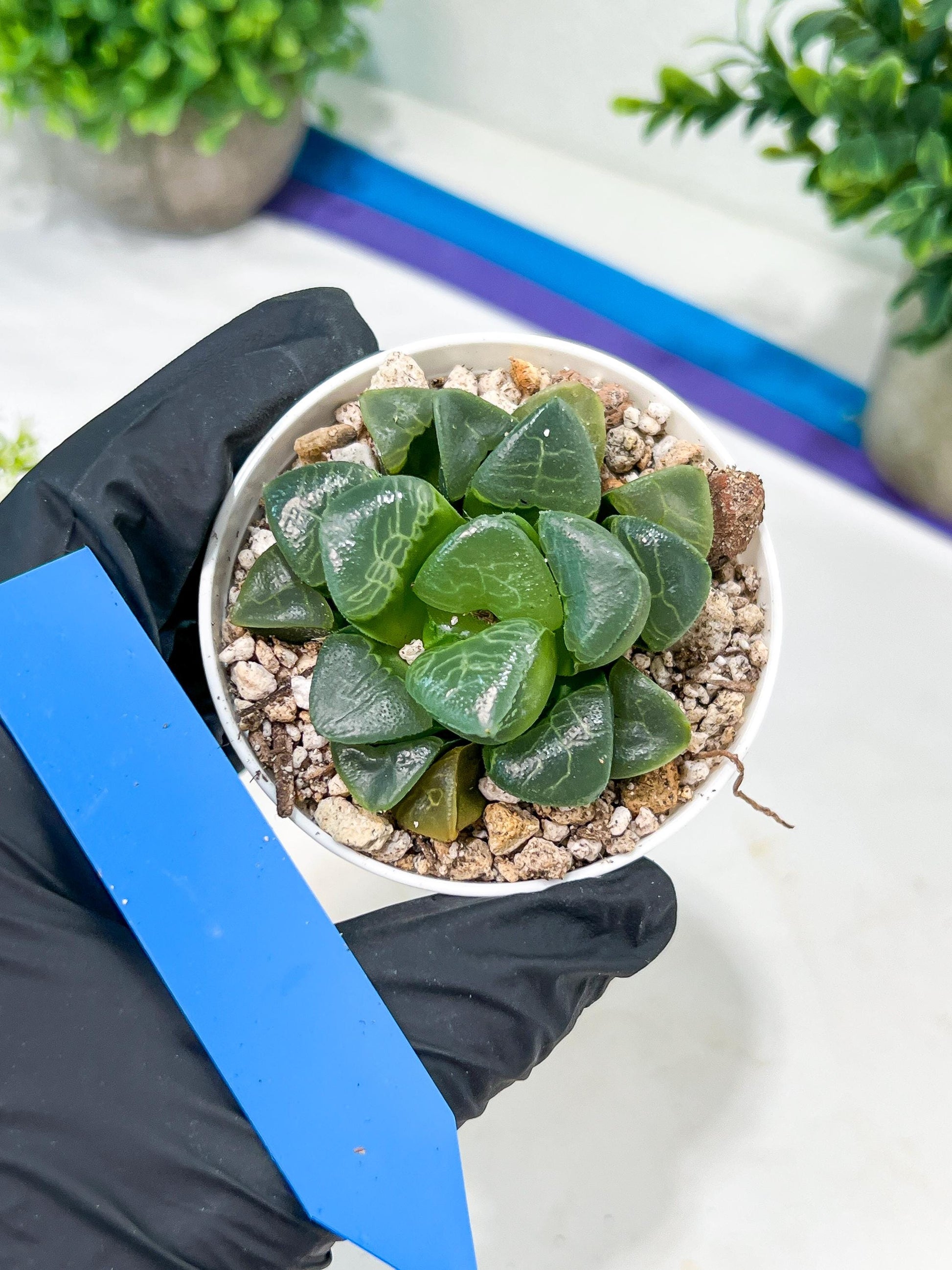 Haworthia Xiangyun (H4E) | Imported Succulent | Hong Kong Rare Species