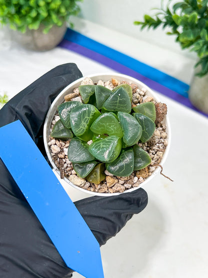 Haworthia Xiangyun (H4E) | Imported Succulent | Hong Kong Rare Species