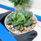 Haworthia Xiangyun (H4E) | Imported Succulent | Hong Kong Rare Species