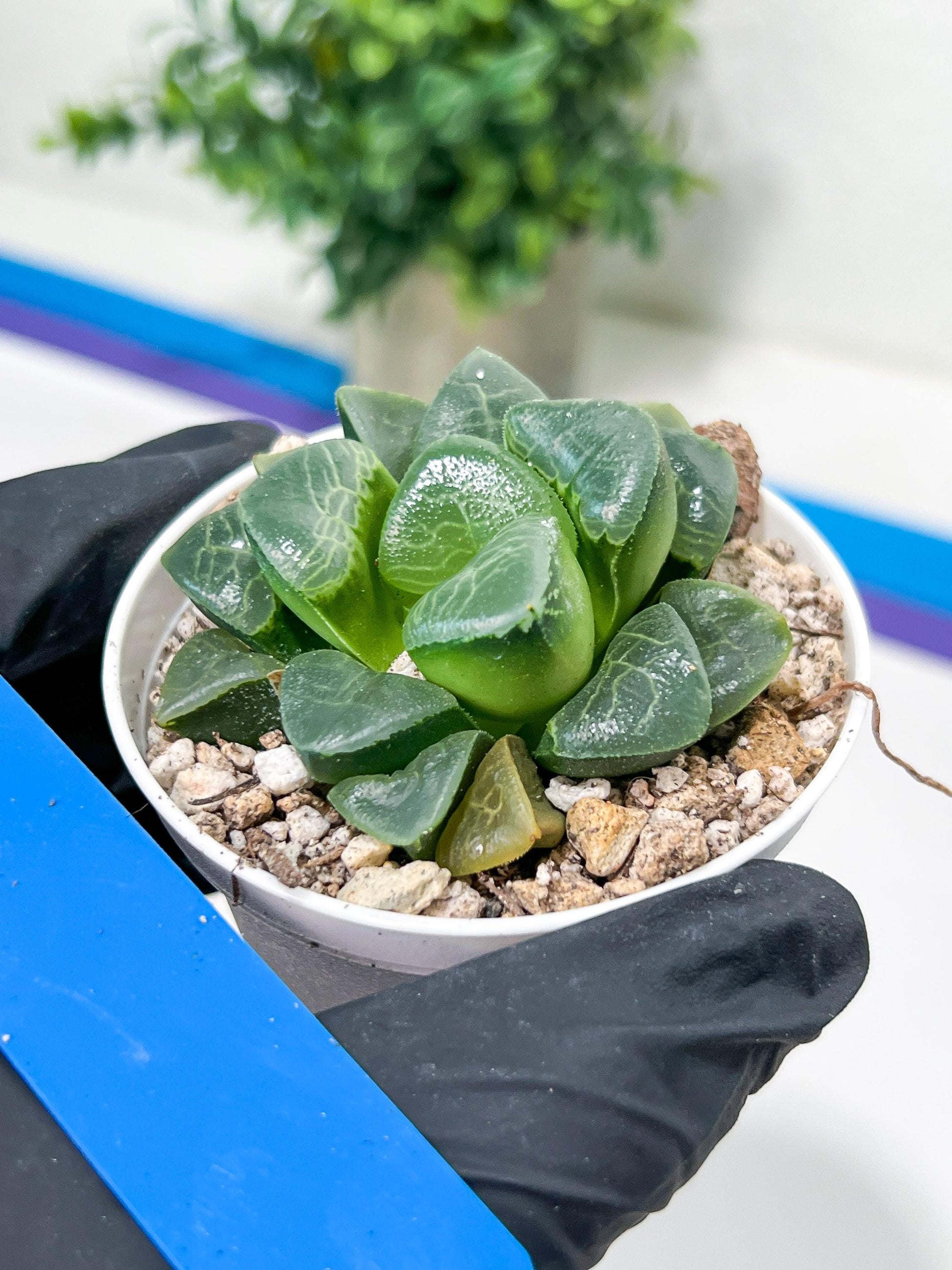 Haworthia Xiangyun (H4E) | Imported Succulent | Hong Kong Rare Species