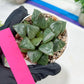 Haworthia Melon Island or Xianggua Dao (H4F) | hard to find in the US