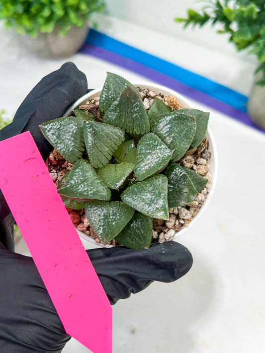 Haworthia Melon Island or Xianggua Dao (H4F) | hard to find in the US