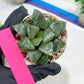 Haworthia Melon Island or Xianggua Dao (H4F) | Imported Succulent