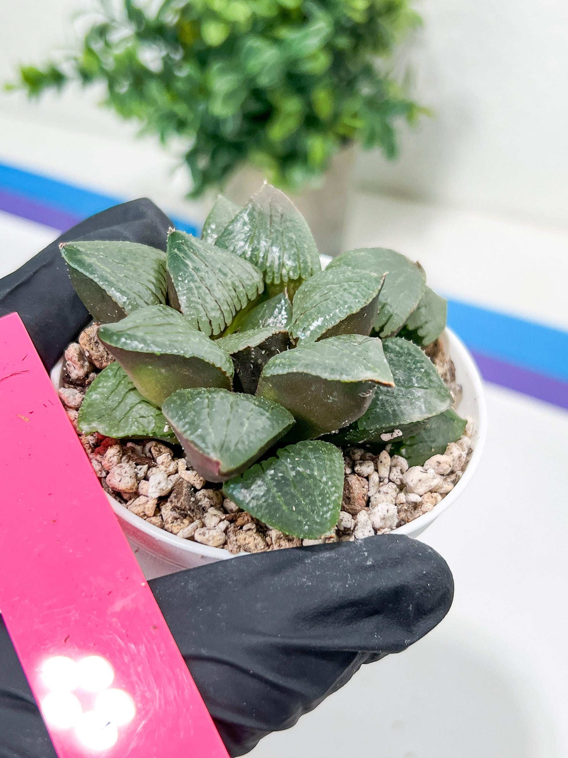 Haworthia Melon Island or Xianggua Dao (H4F) | Imported Succulent