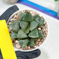 Haworthia Melon Island or Xianggua Dao (H4F) | hard to find in the US