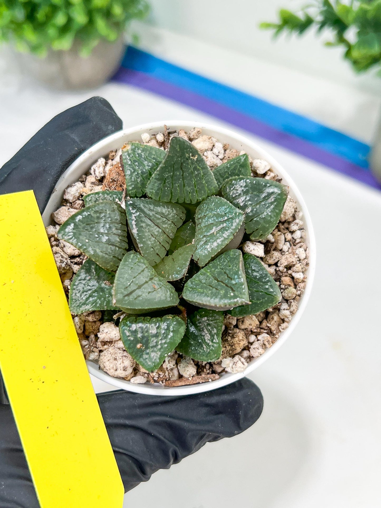 Haworthia Melon Island or Xianggua Dao (H4F) | hard to find in the US