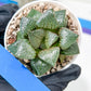 Haworthia Melon Island or Xianggua Dao (H4F) | hard to find in the US