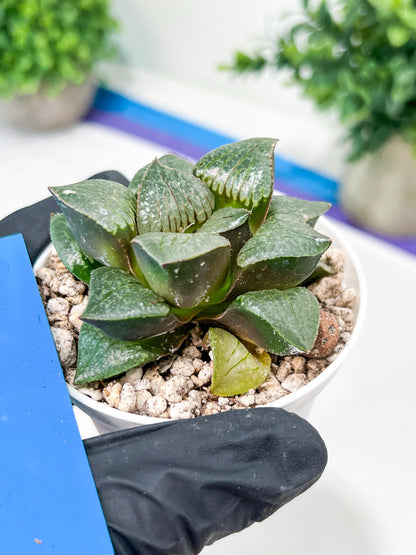 Haworthia Melon Island or Xianggua Dao (H4F) | Imported Succulent