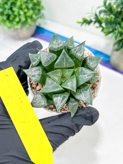 Haworthia Muke (H4G) | Imported Succulent | Hong Kong Rare Species