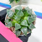 Haworthia Muke (H4G) | Imported Succulent | Hong Kong Rare Species