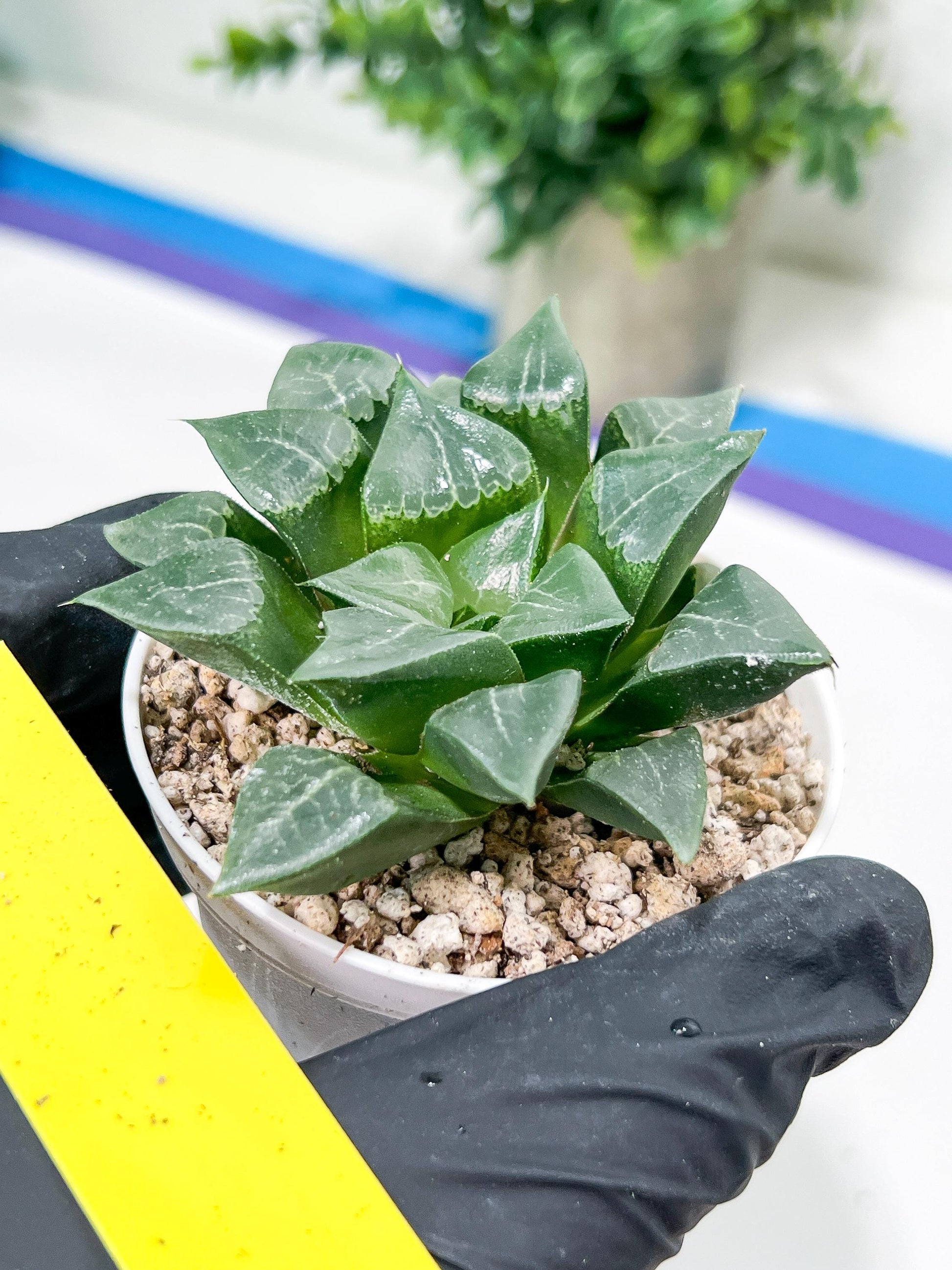 Haworthia Muke (H4G) | Imported Succulent | Hong Kong Rare Species