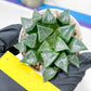 Haworthia Muke (H4G) | Imported Succulent | Hong Kong Rare Species
