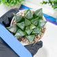 Haworthia Muke (H4G) | Imported Succulent | Hong Kong Rare Species