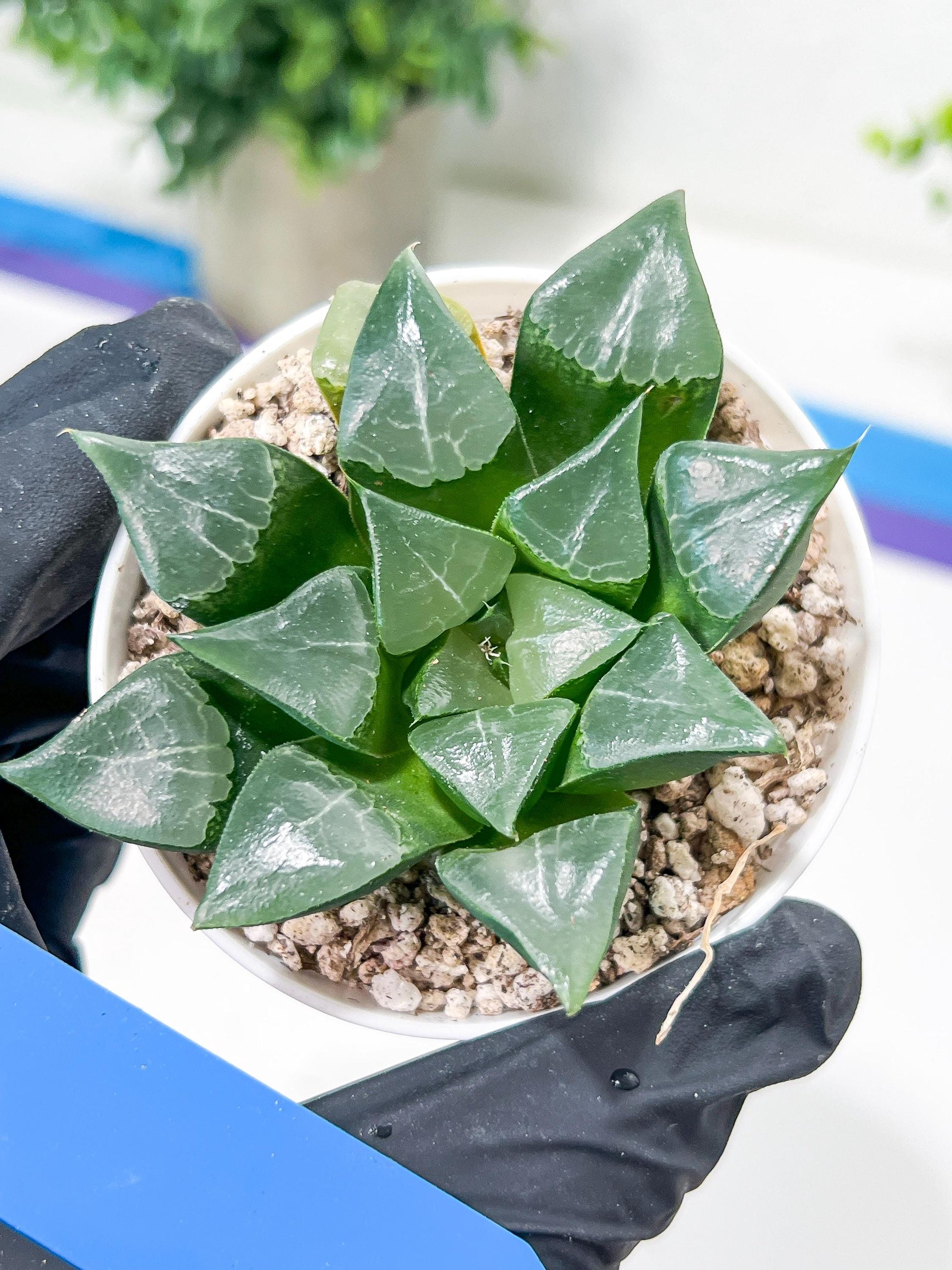 Haworthia Muke (H4G) | Imported Succulent | Hong Kong Rare Species