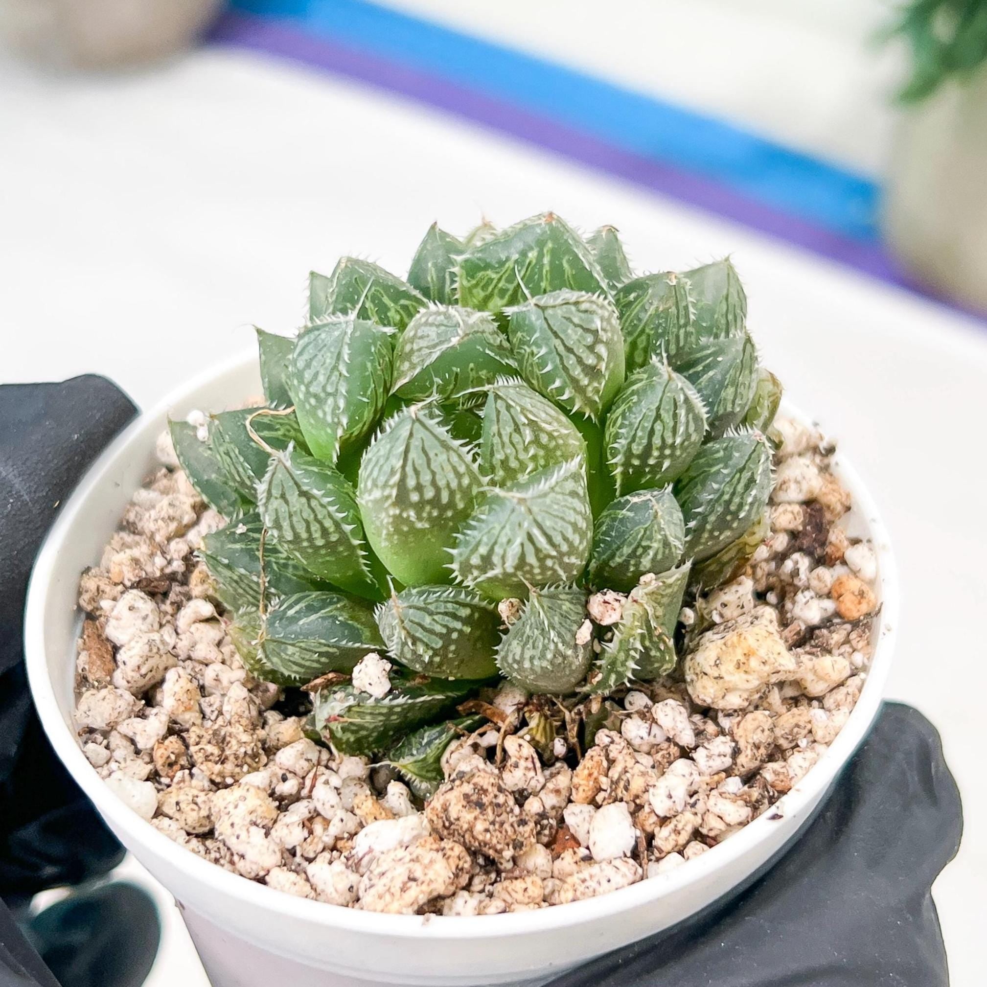 Haworthia Loulan (H4D) | Imported Succulent | Hong Kong Rare Species