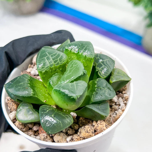 Haworthia Xiangyun (H4E) | It’s ready for a new home!