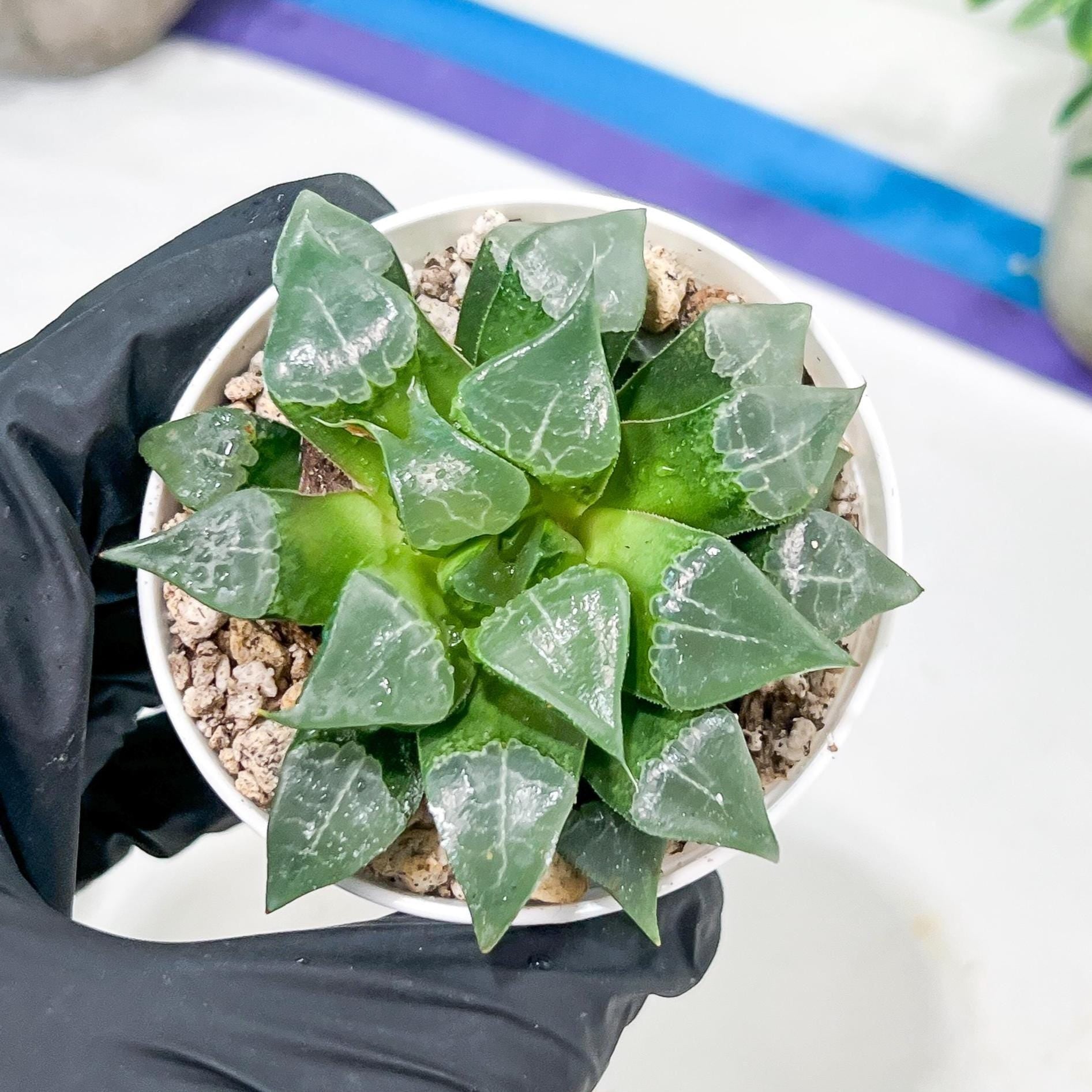 Haworthia Muke (H4G) | Imported Succulent | Hong Kong Rare Species