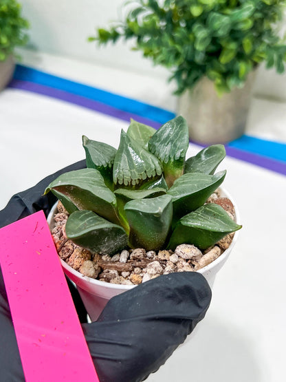 Haworthia Afang Gong (H5A) | Imported Succulent