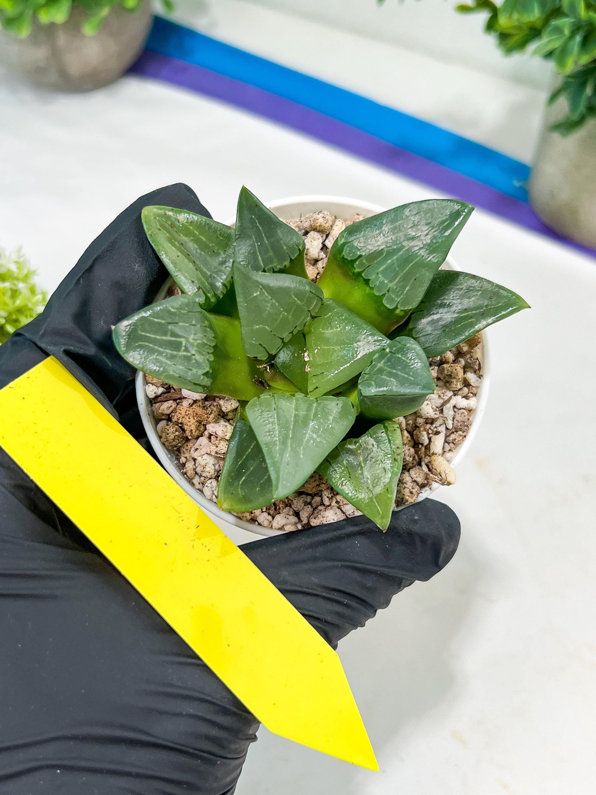 Haworthia Afang Gong (H5A) | Imported Succulent