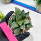 Haworthia Afang Gong (H5A) | Imported Succulent