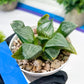 Haworthia Afang Gong (H5A) | Imported Succulent