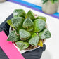 Haworthia Tangcao (H5C) | Imported Succulent