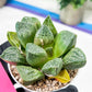 Haworthia Tangcao (H5C) | Imported Succulent