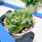 Haworthia Tangcao (H5C) | Imported Succulent