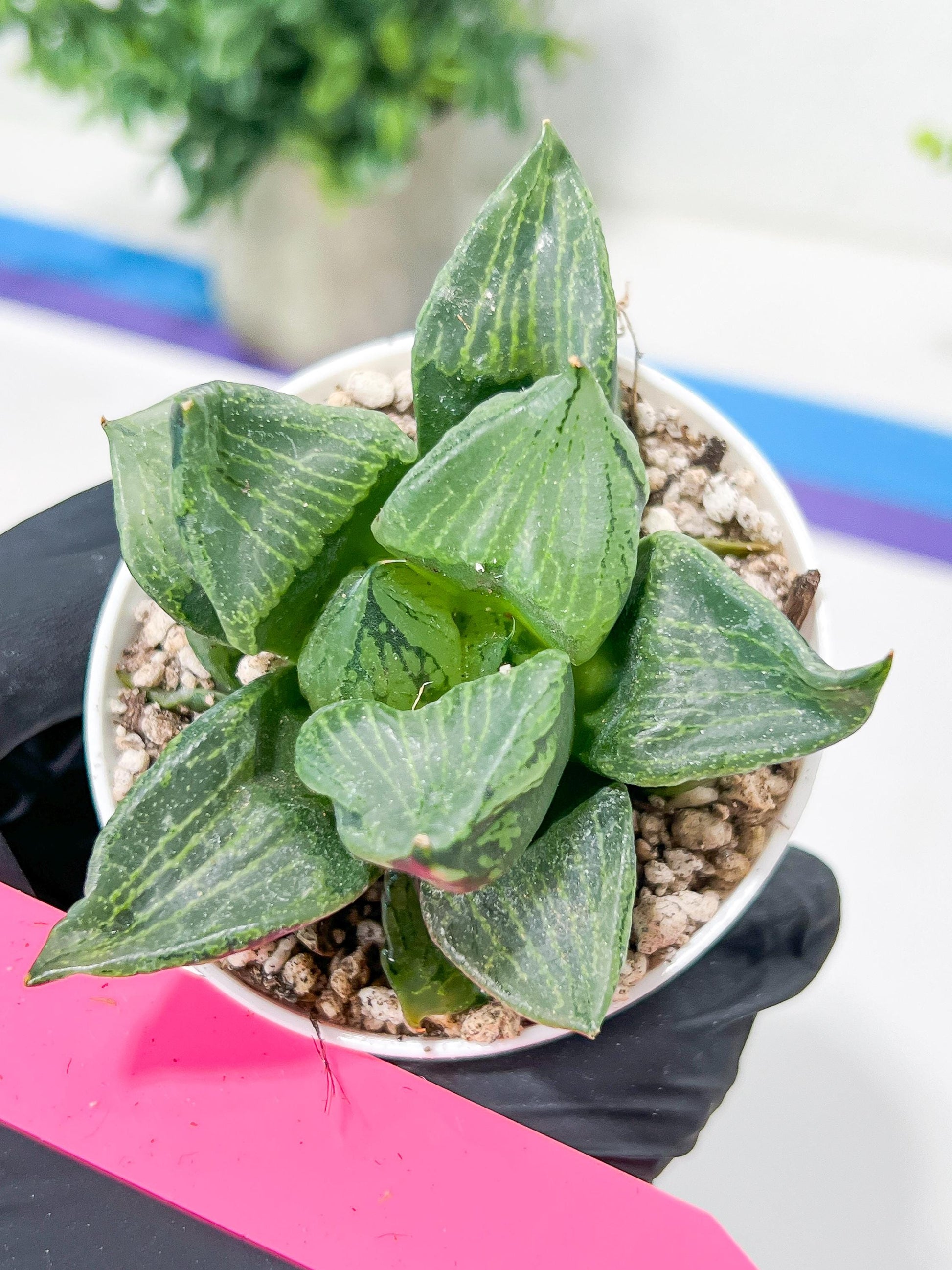 Haworthia Guo Ban Nuo (H5D) | Imported Succulent