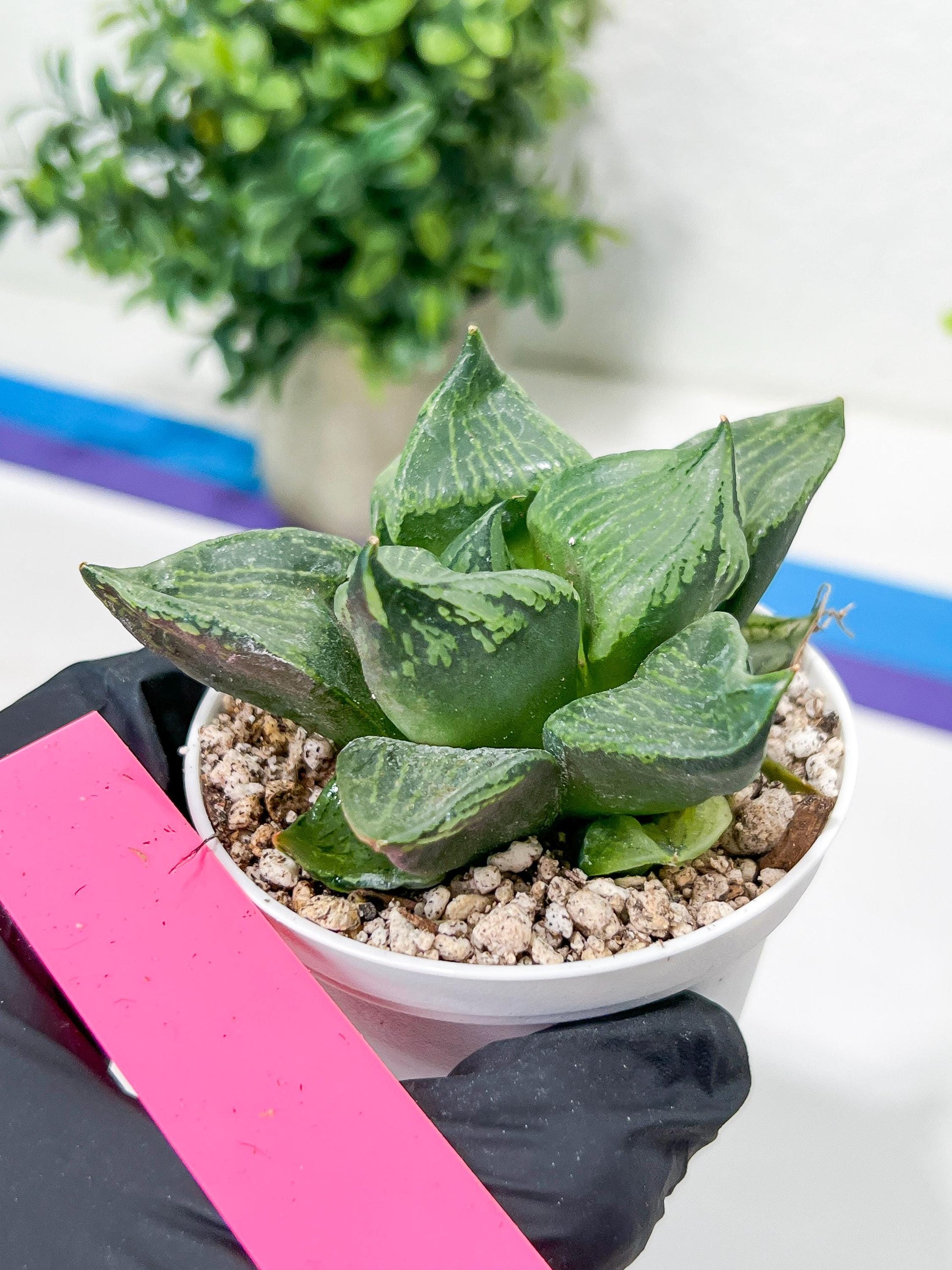 Haworthia Guo Ban Nuo (H5D) | Imported Succulent