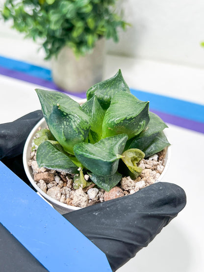 Haworthia Guo Ban Nuo (H5D) | Imported Succulent
