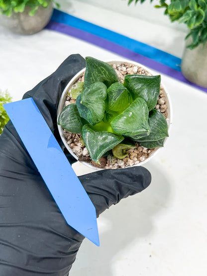 Haworthia Guo Ban Nuo (H5D) | Imported Succulent
