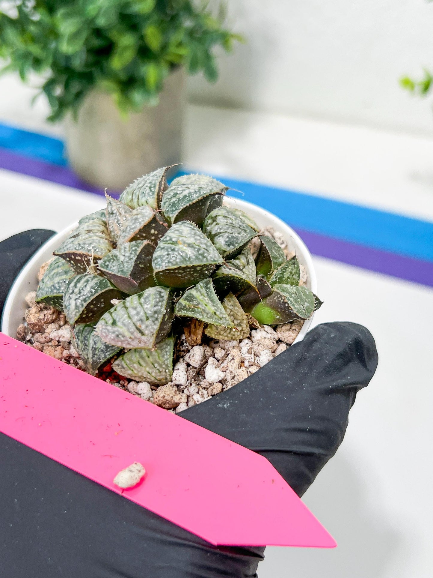Haworthia Xuejing Se (H5E) | Imported Succulent | Hong Kong Rare Species